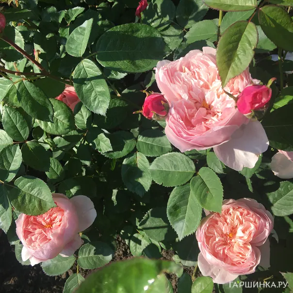 превью изображения отзыва