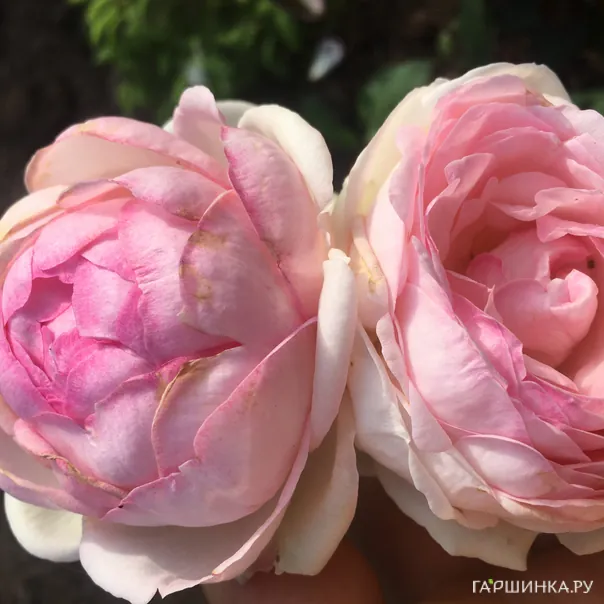 превью изображения отзыва