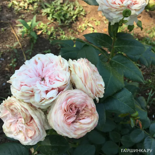 превью изображения отзыва