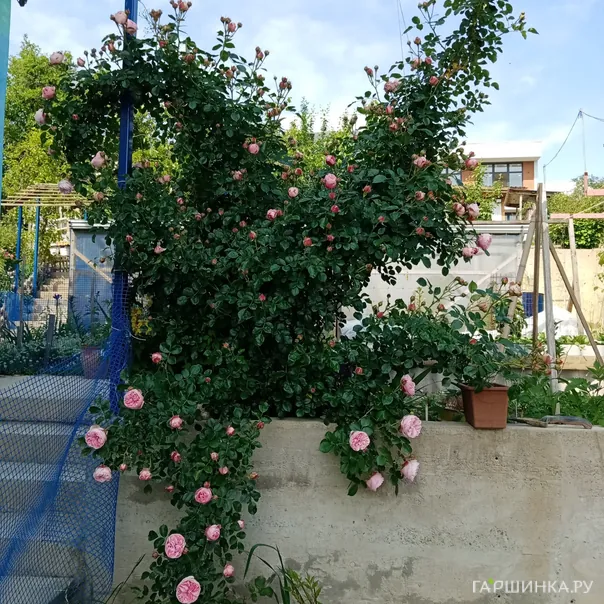 превью изображения отзыва