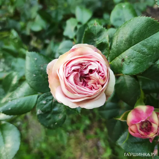 превью изображения отзыва