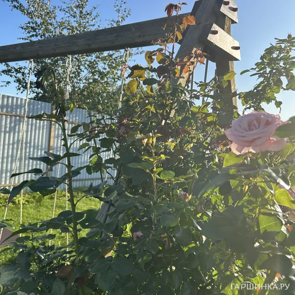 превью изображения отзыва