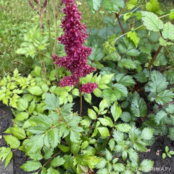 превью изображения отзыва