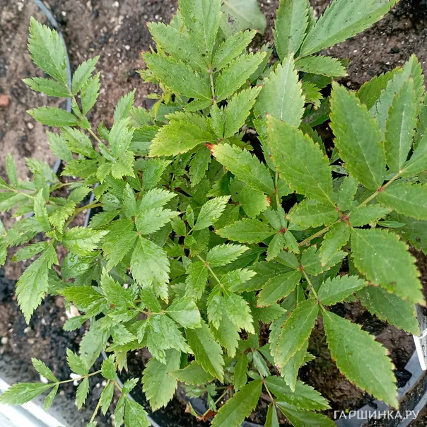 превью изображения отзыва