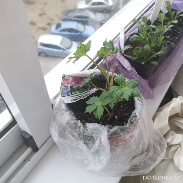 превью изображения отзыва