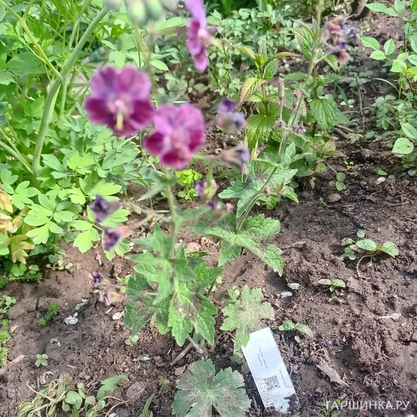 превью изображения отзыва