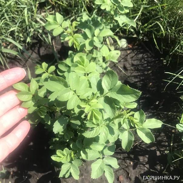 превью изображения отзыва