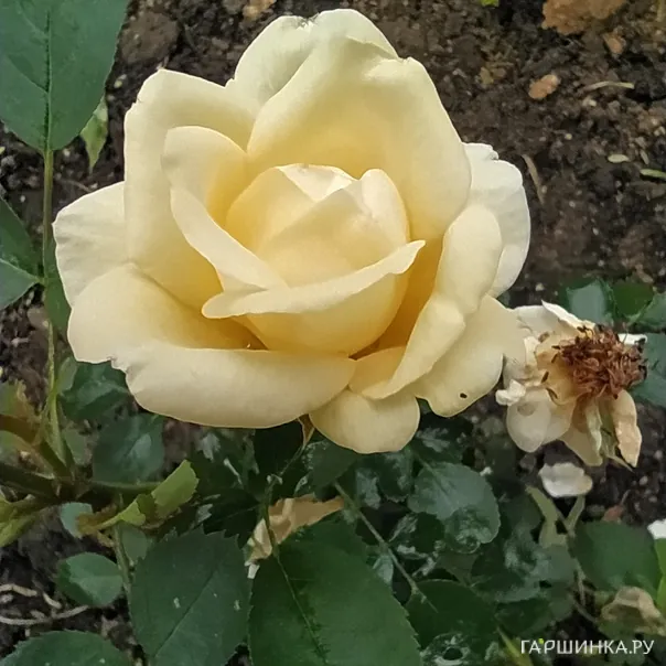 превью изображения отзыва