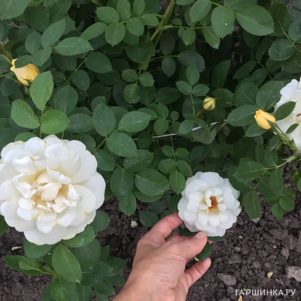 превью изображения отзыва