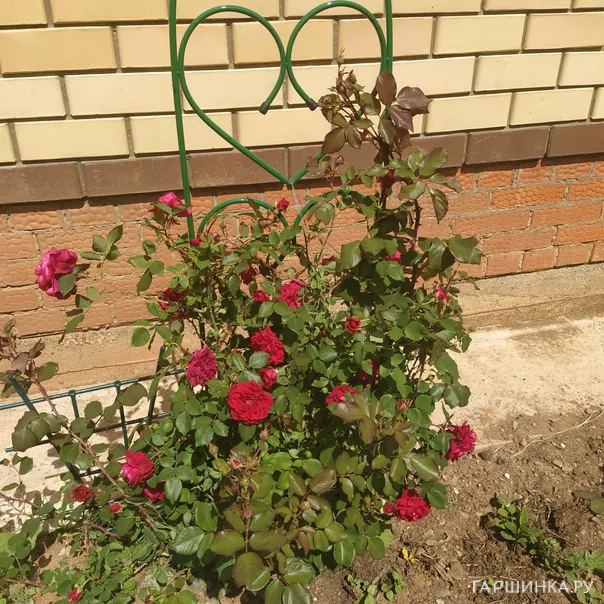 превью изображения отзыва