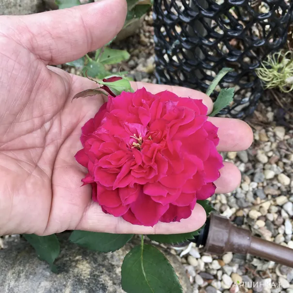 превью изображения отзыва