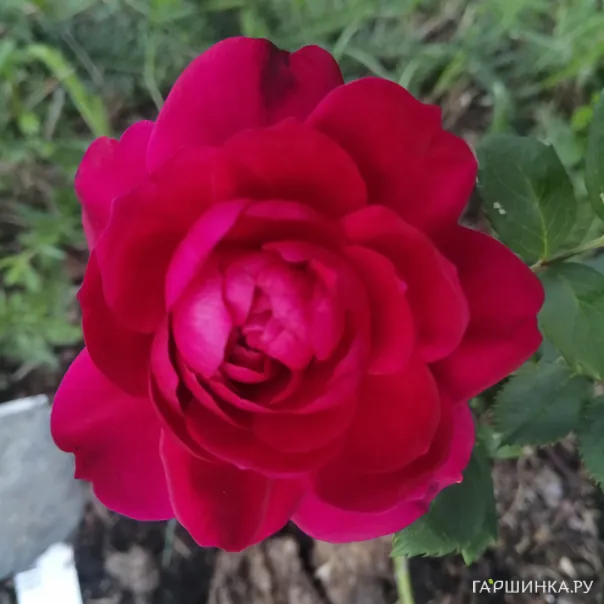 превью изображения отзыва