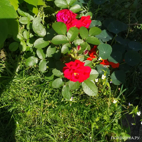 превью изображения отзыва