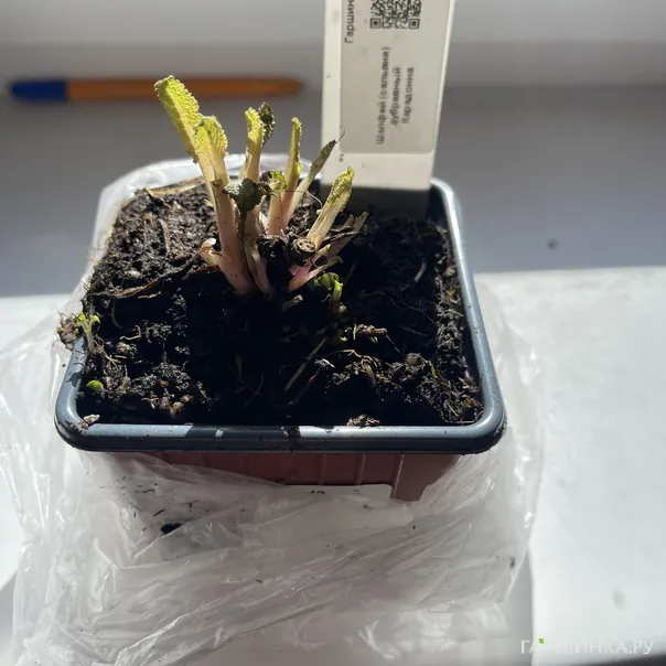 превью изображения отзыва