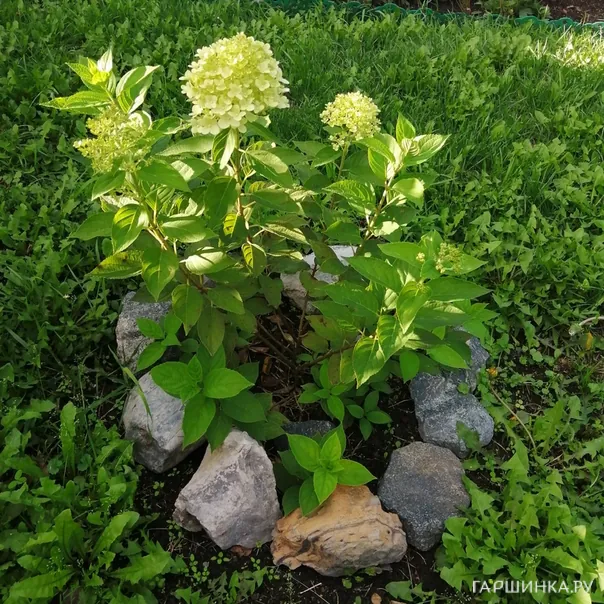 превью изображения отзыва