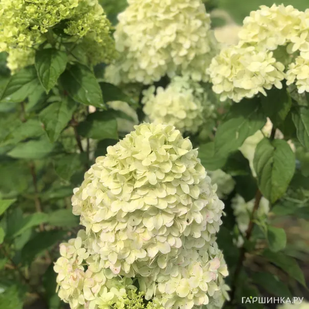 превью изображения отзыва