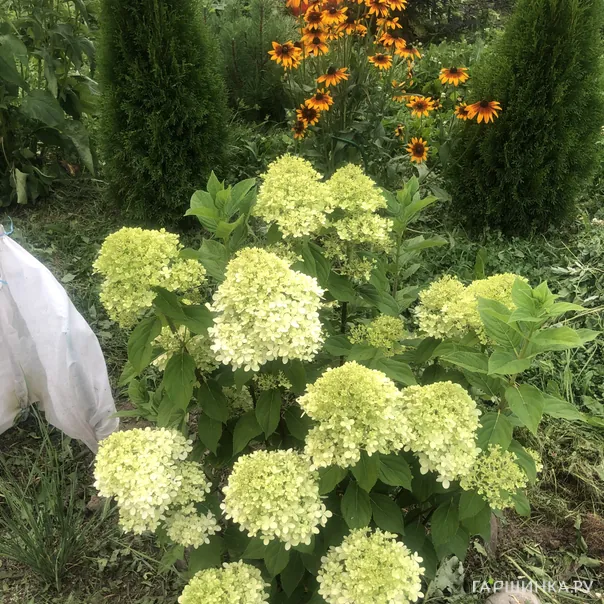 превью изображения отзыва