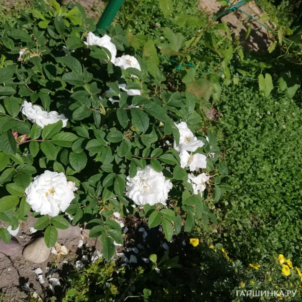 превью изображения отзыва