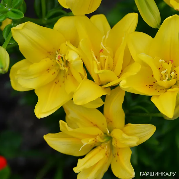 превью изображения отзыва