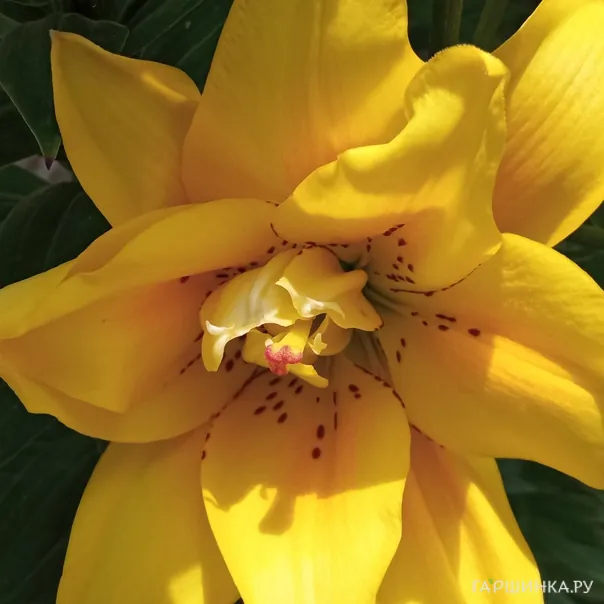 превью изображения отзыва