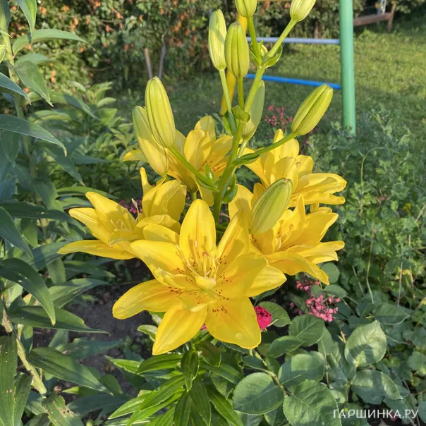 превью изображения отзыва