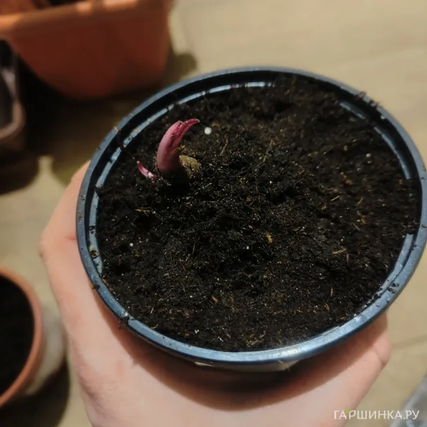 превью изображения отзыва