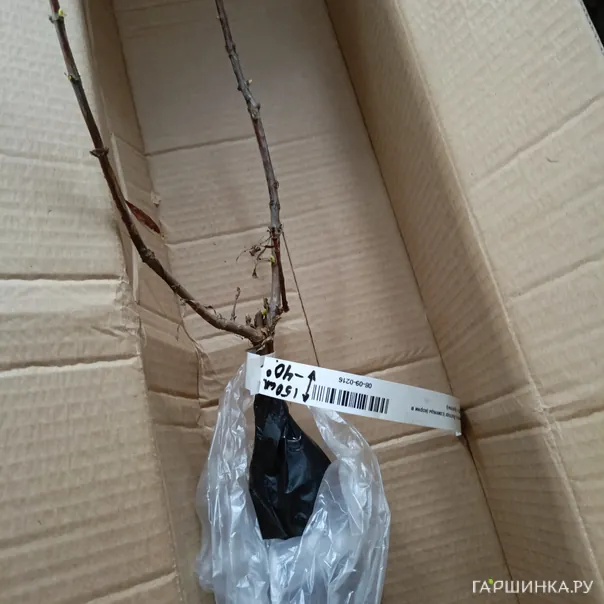 превью изображения отзыва