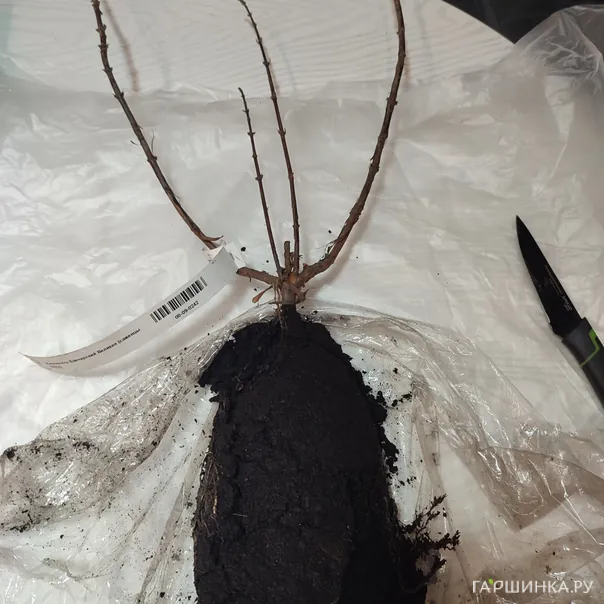 превью изображения отзыва