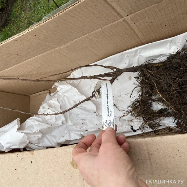 превью изображения отзыва