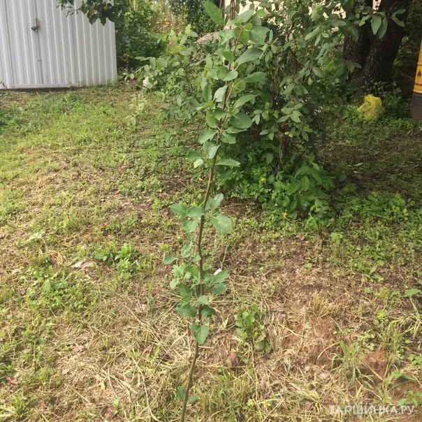 превью изображения отзыва