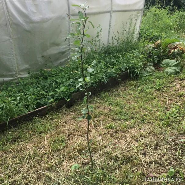 превью изображения отзыва