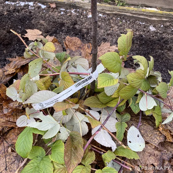 превью изображения отзыва