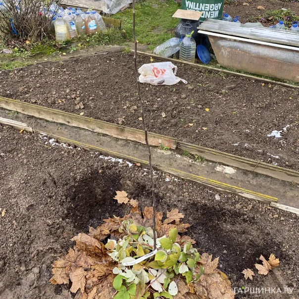 превью изображения отзыва