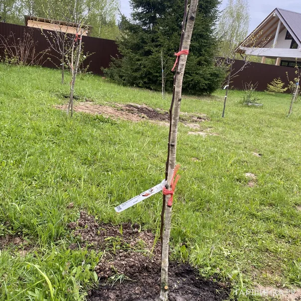 превью изображения отзыва