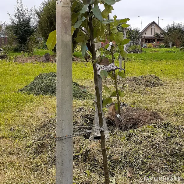 превью изображения отзыва
