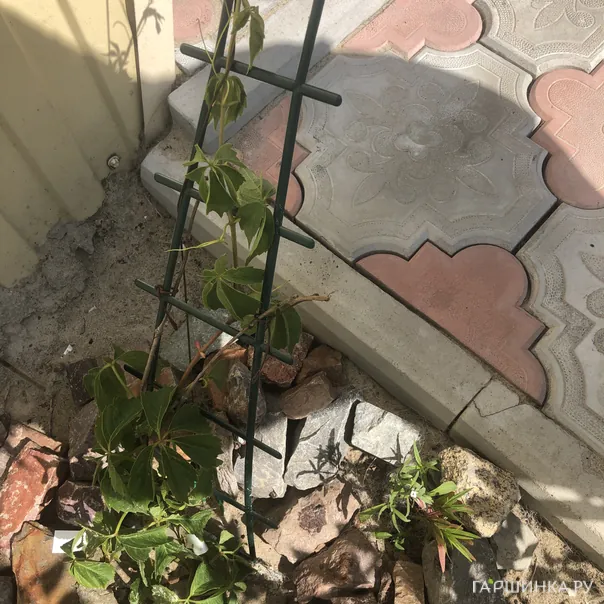 превью изображения отзыва