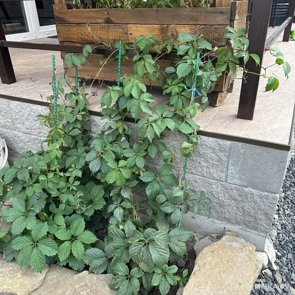 превью изображения отзыва