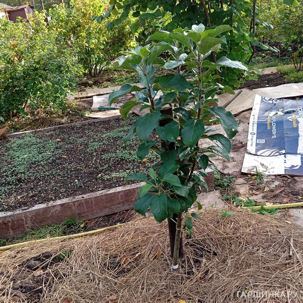 превью изображения отзыва