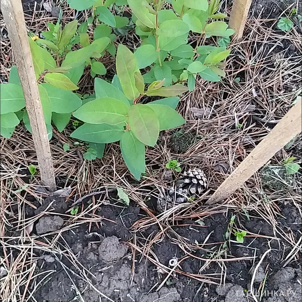 превью изображения отзыва