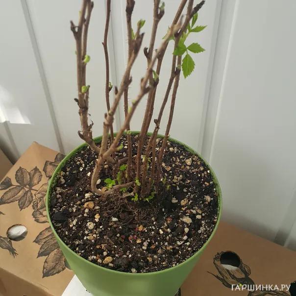 превью изображения отзыва