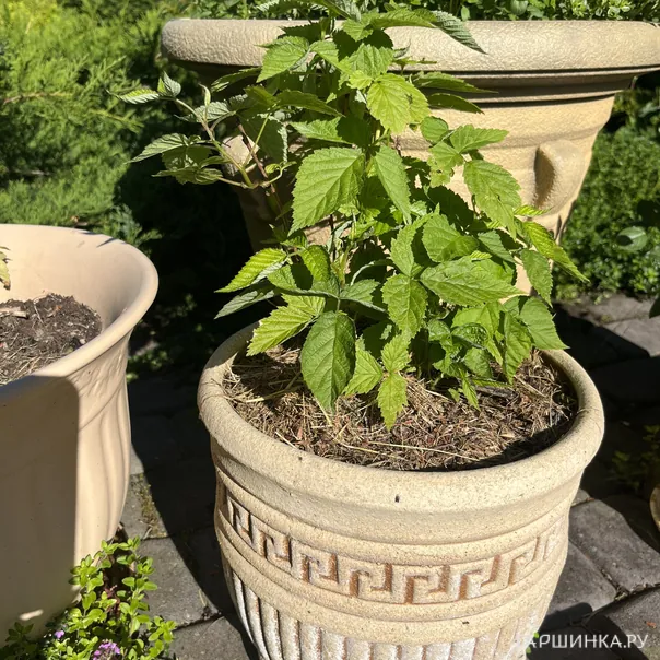 превью изображения отзыва