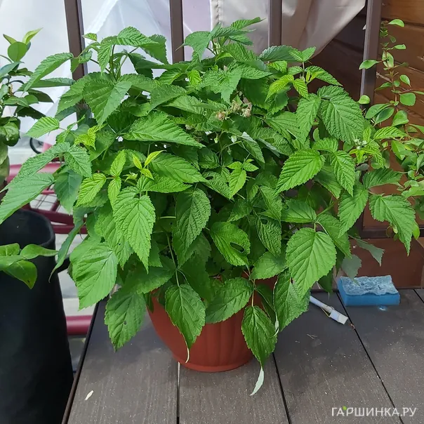 превью изображения отзыва