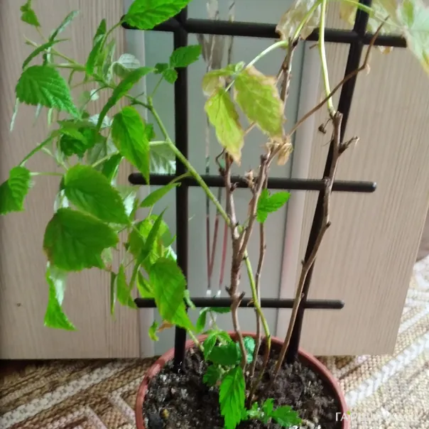 превью изображения отзыва