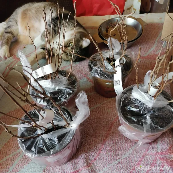 превью изображения отзыва