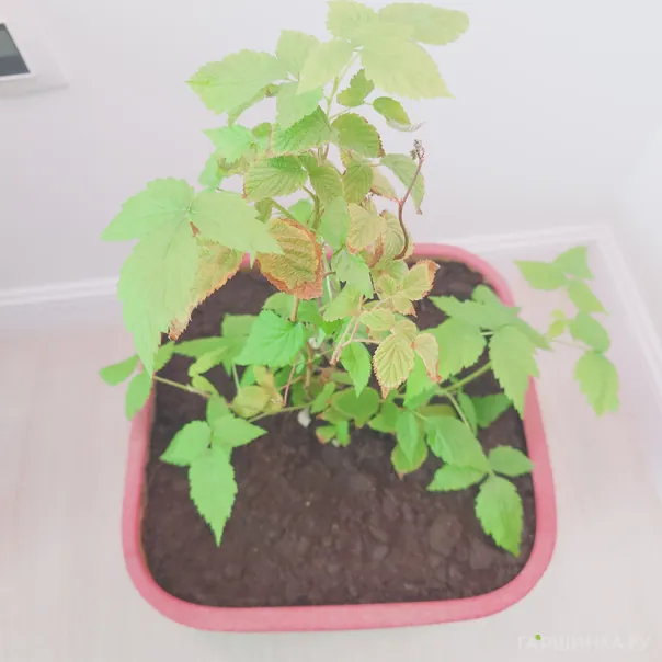 превью изображения отзыва