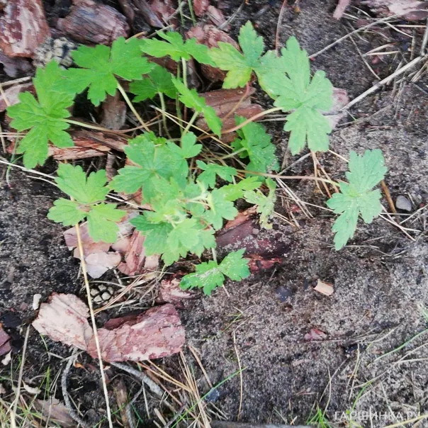 превью изображения отзыва