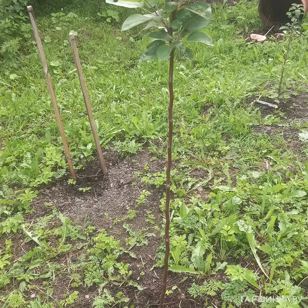 превью изображения отзыва