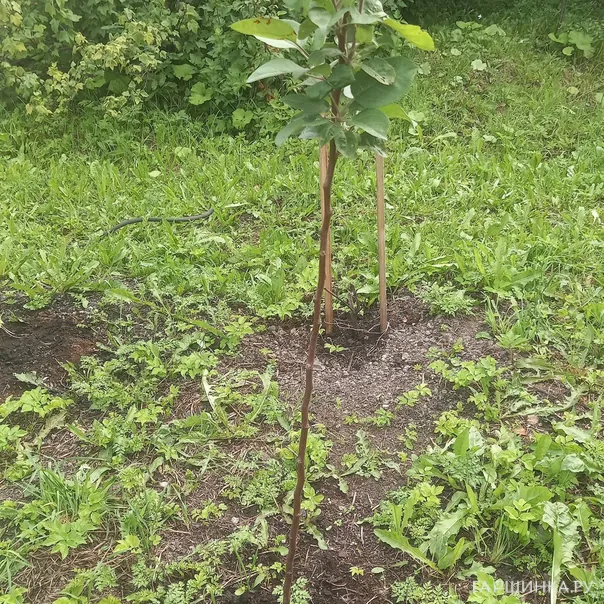 превью изображения отзыва