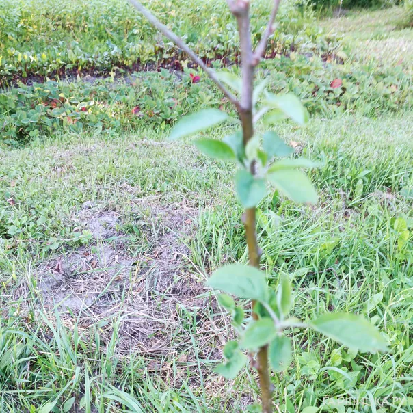 превью изображения отзыва