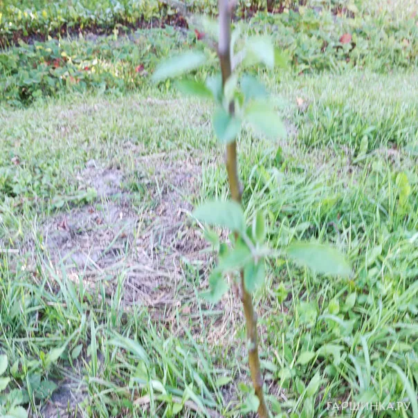 превью изображения отзыва